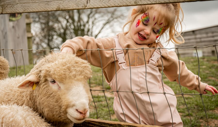 Cotswold Cottage Guesthouse - Wonderful Winchcombe Lambing and Easter Fun at Cotswold Farm Park