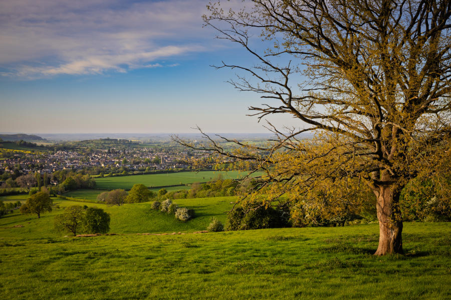Cotswold Cottage Guesthouse - Wonderful Winchcombe Rolling green countryside with a wide grassy field in the foreground, leading to a gently sloping valley dotted with hedgerows, trees, and patchwork farmland. A large tree with bare branches stands prominently on the right side, its trunk and limbs catching warm sunlight. In the distance, Winchcombe spreads across the landscape under a partly cloudy sky with soft blue and golden tones, suggesting late afternoon light.